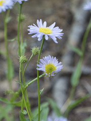 Erigeron glacialis glacialis