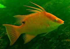 Lachnolaimus maximus