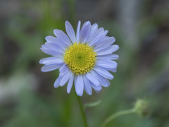 Erigeron glacialis glacialis