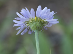 Erigeron glacialis glacialis