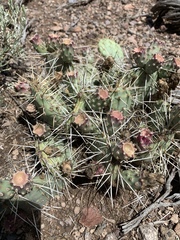 Opuntia pinkavae
