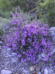 Leucophyllum laevigatum