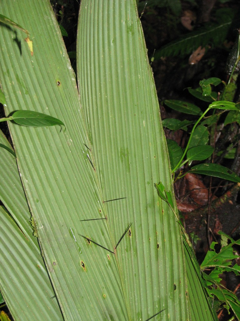 Bactris militaris