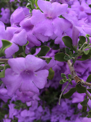 Leucophyllum laevigatum