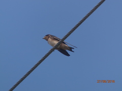 Hirundo rustica