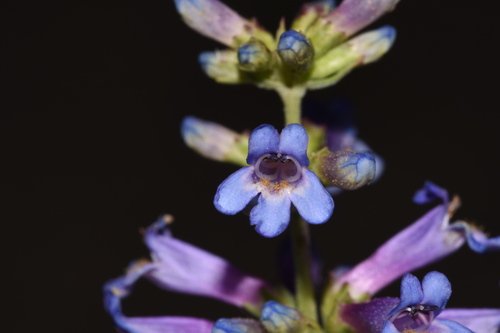 Image of Penstemon cinicola by (c) Gabriel Campbell-Martinez, some rights reserved (CC BY)