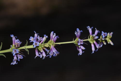 Penstemon cinicola, photograph 5