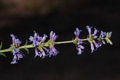 Penstemon cinicola, photograph (c) Gabriel Campbell-Martinez, some rights reserved (CC BY)