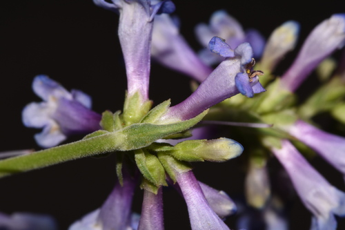Penstemon cinicola, photograph 4