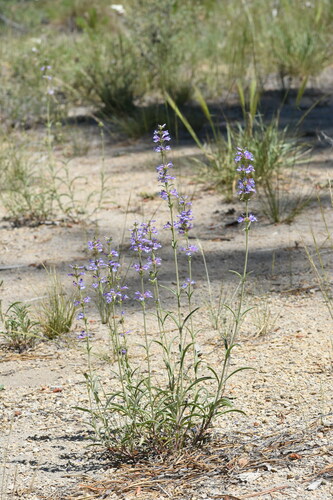 Image of Penstemon cinicola by (c) Gabriel Campbell-Martinez, some rights reserved (CC BY)