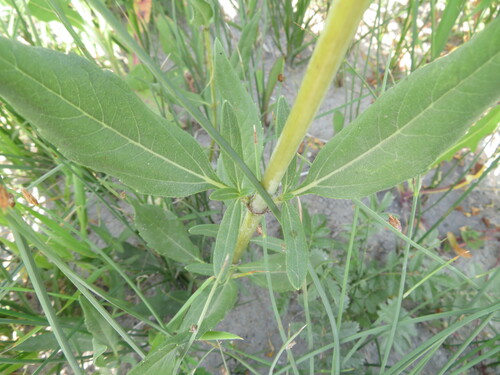 Image of Helianthus nuttallii by no rights reserved