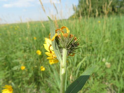 Image of Helianthus nuttallii by no rights reserved