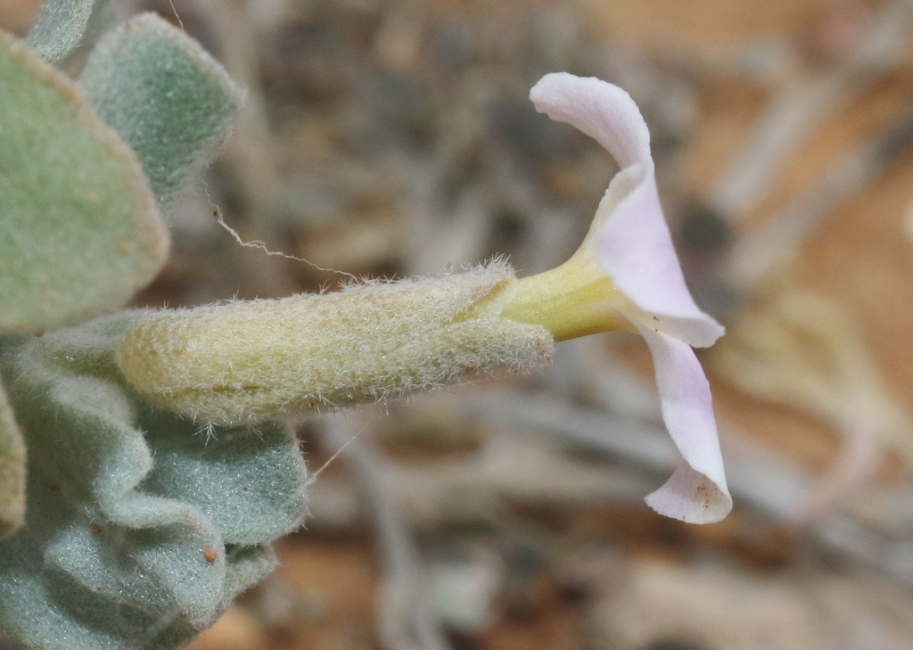 Farsetia socotrana