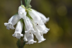 Erica viscaria pendula
