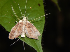 Akanthomyces aculeatus