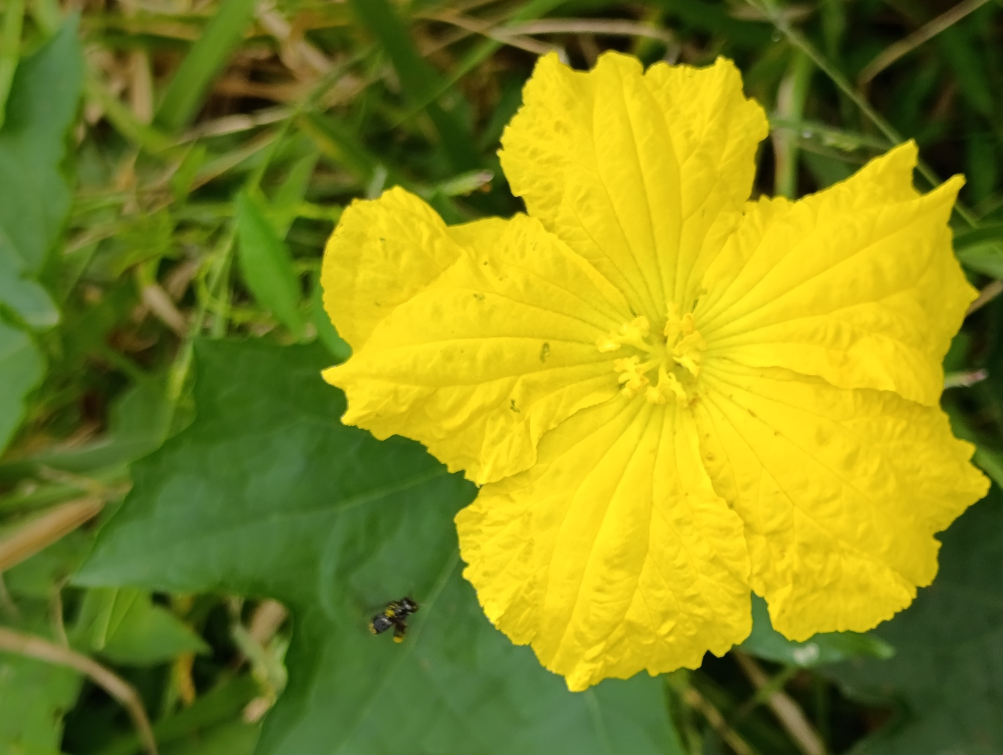 Luffa aegyptiaca