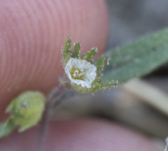 Phacelia racemosa