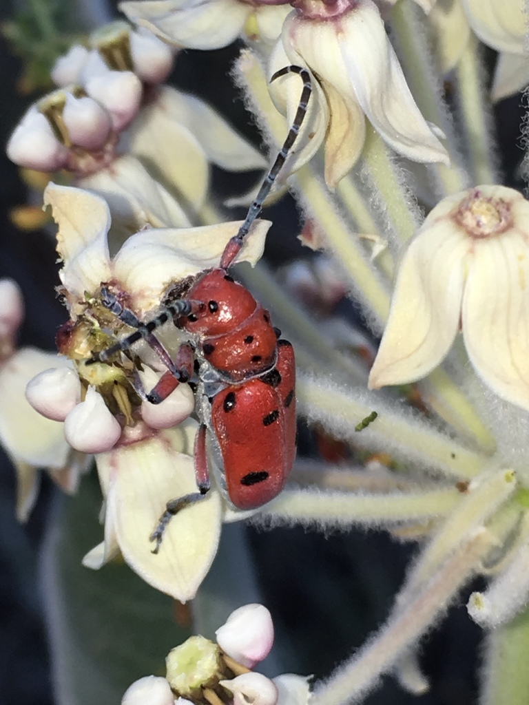 Tetraopes sublaevis