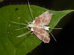 Akanthomyces aculeatus