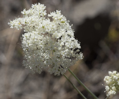 Perideridia bolanderi