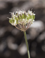 Perideridia bolanderi