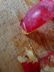 Grapholita funebrana