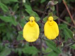 Calceolaria mexicana