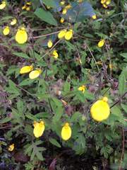Calceolaria mexicana