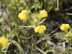 Castilleja tenuis