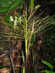 Hyospathe elegans
