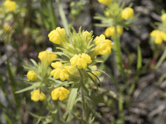 Castilleja tenuis