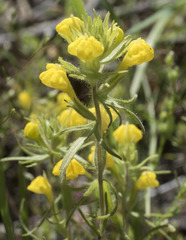 Castilleja tenuis
