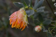Liparia splendens comantha