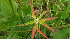 Euphorbia schiedeana