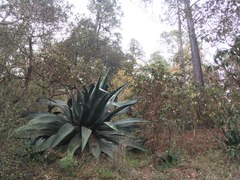 Agave atrovirens