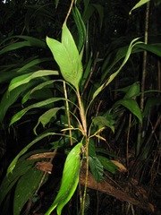 Geonoma longivaginata