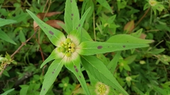 Euphorbia schiedeana