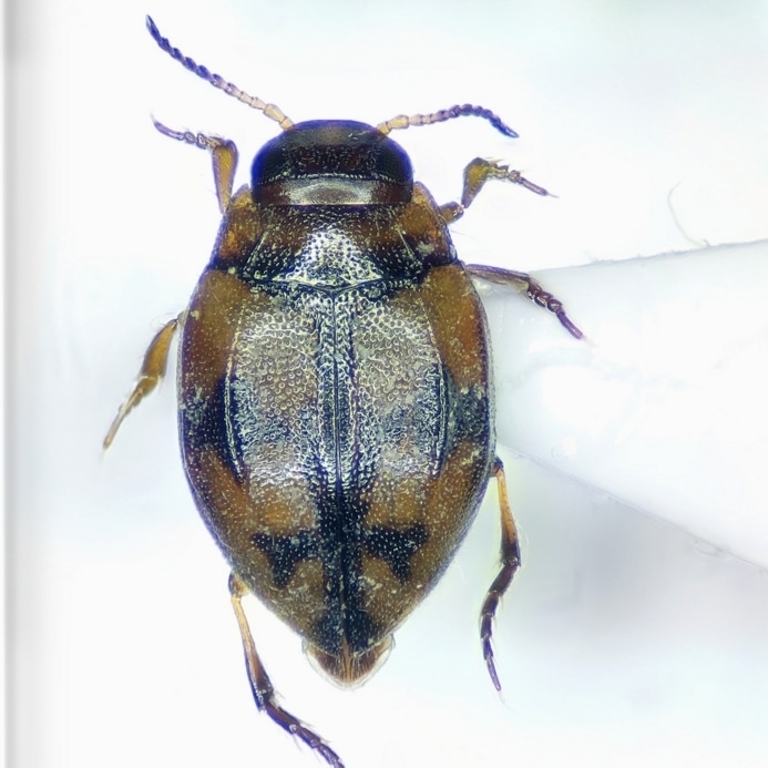 Yola bicarinata