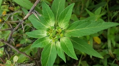 Euphorbia cuphosperma