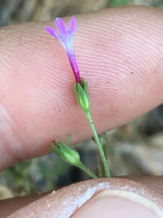 Allophyllum divaricatum