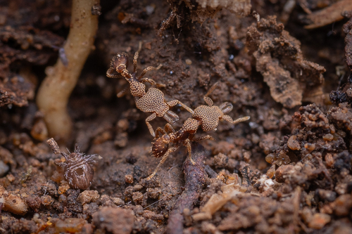 Strumigenys deltisquamaStrumigenys deltisquama