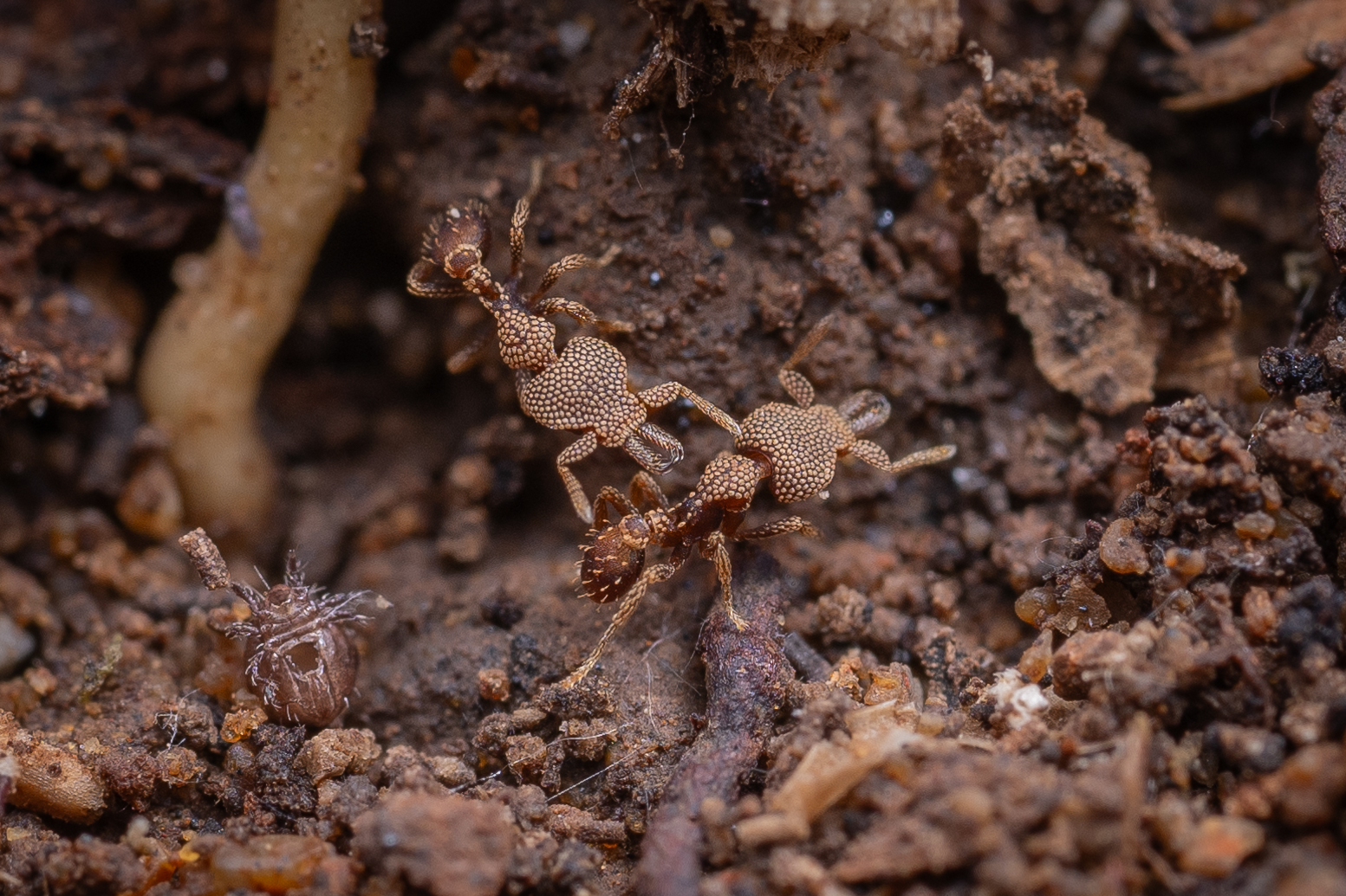 Strumigenys deltisquama