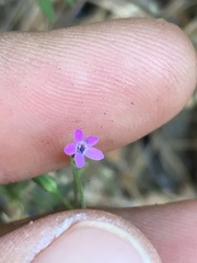 Allophyllum divaricatum