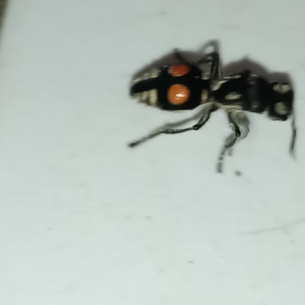 Hoplomutilla bequaerti