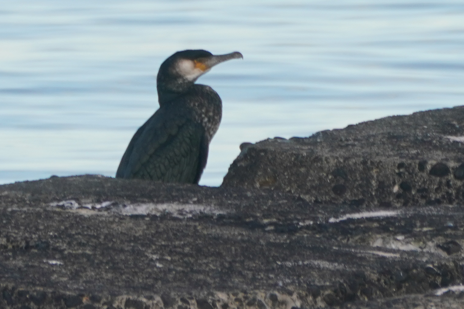 Japanese Cormorant