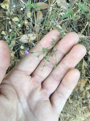 Allophyllum divaricatum