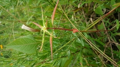 Euphorbia schiedeana