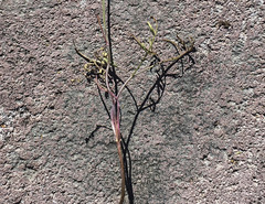 Perideridia bolanderi