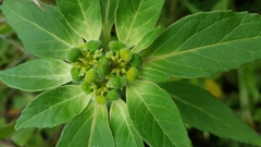 Euphorbia cuphosperma