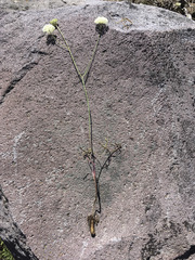 Perideridia bolanderi